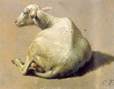 Etude de mouton couché de dos