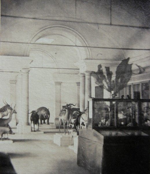 Arras. Musée impérial des Beaux-Arts. Galerie d'Histoire naturelle