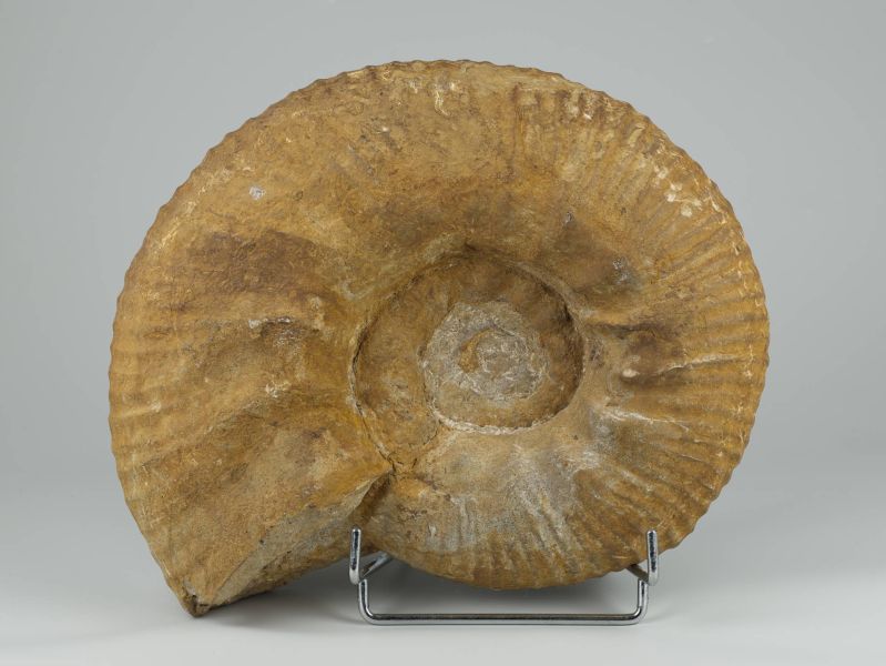 ammonite dans grès