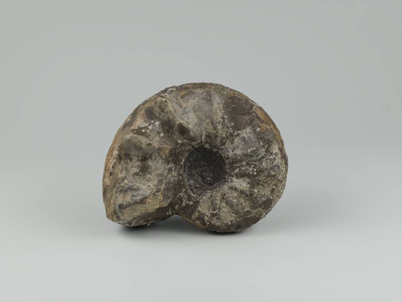 ammonite ceratites