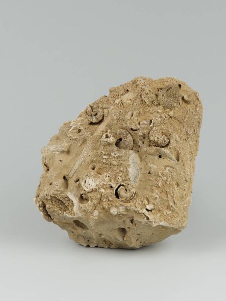 plaque fossilifére