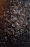 Marcel Broodthaers, Surface de moules, 1967, assemblage de coquilles de moules avec rehauts de peinture et de vernis collé sur bois, H. 115 x L. 73 x P. 15 cm, Calais, musée des beaux-arts