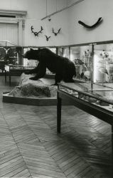 Museum d'histoire naturelle d'Amiens dans les années 1980