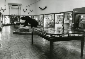 Museum d'histoire naturelle d'Amiens dans les années 1980